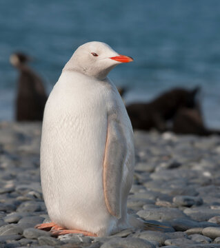 Antarctic, South Georgia. Rare albino penguin, Salisbury Plain.