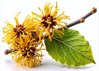 Hamamelis Virginiana: Captivating Witch Hazel Plant Isolated on White Background for Botanical Illustrations and Natural Remedies in Conceptual Photography