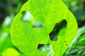 ユニークな虫食いの葉