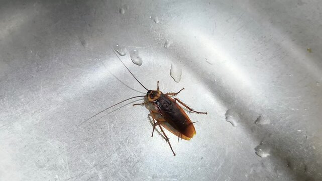 Cockroaches in the sink. Problems with insects, fleas, ticks, animals. Health, hygiene