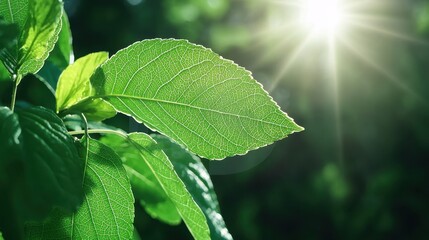 Sunlit green leaves nature close-up photography outdoor natural environment vibrant growth