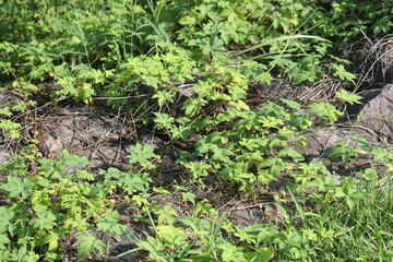 Image of the blooming ginseng vines on the Daecheongcheon Stream trail