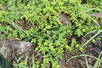 Image of the blooming ginseng vines on the Daecheongcheon Stream trail