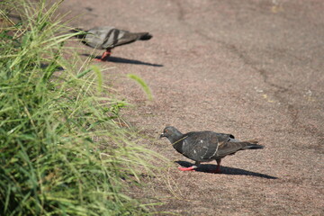 Image of pigeons searching for food on the Daecheongcheon trail