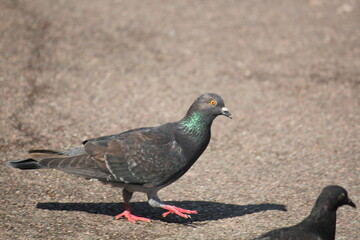 Image of pigeons searching for food on the Daecheongcheon trail
