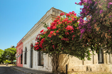 Historic architecture in Colonia del Sacramento with vibrant bougainvillea