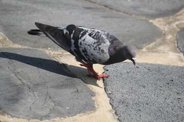 Image of pigeons searching for food on the Daecheongcheon trail