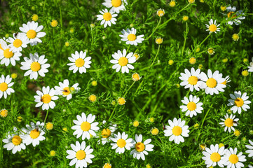 Vibrant field of daisies basking in sunlight against lush greenery.