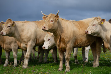 Cow on on spring meadow. Cows farm nature. Cattle eating grass, grazing on pasture. Herd of cows on an agricultural farm. Cow on lawn. Cow grazing on green meadow. Holstein cow.