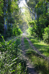 Obraz premium Serene forest path in dappled sunlight, perfect for a peaceful nature walk