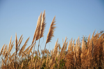 Golden pampas grass sways against clear blue sky on a tranquil autumn day