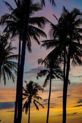 Obraz premium palm trees at sunset on the beach