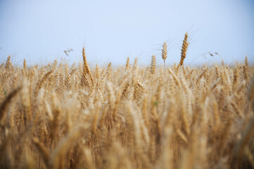 Fototapeta premium Golden wheat field with clear blue sky, bountiful harvest in rural landscape