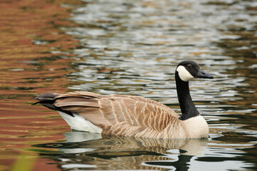 Serene Canada goose gracefully floating on a calm, reflective pond surface.