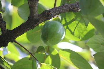 Image of persimmon trees blooming on the Daecheongcheon trail