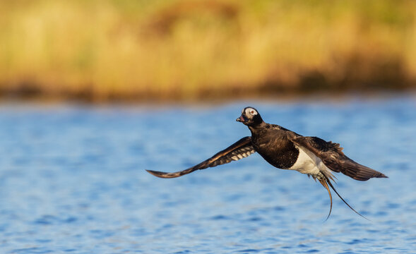 Long-tailed duck alighting, in a pond of the arctic tundra. Seward Peninsula, Alaska