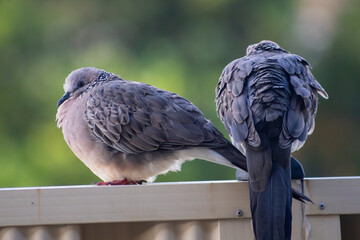 A couple of spotted doves sitting on a metal fence, fluffy