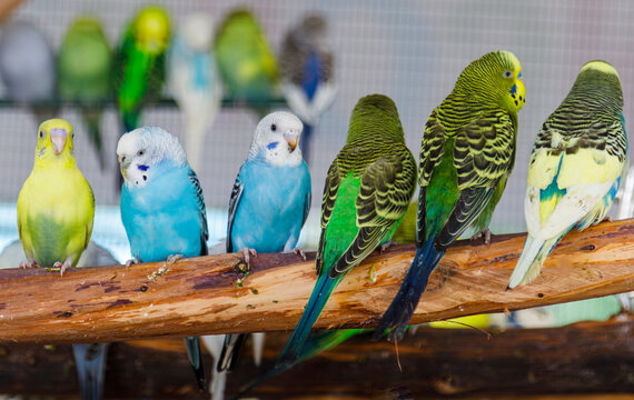 USA, Indiana, Indianapolis. Parakeets on display at Indiana State Fair. (Melopsittacus undulatus)