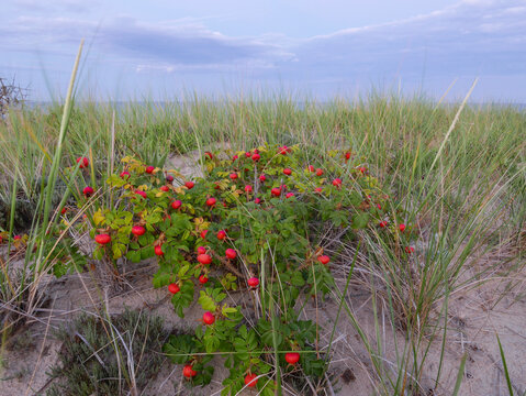 Cape Cod