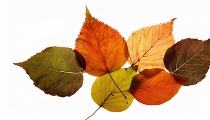 Obraz premium Blätter Hintergrund weiß isoliert natur 