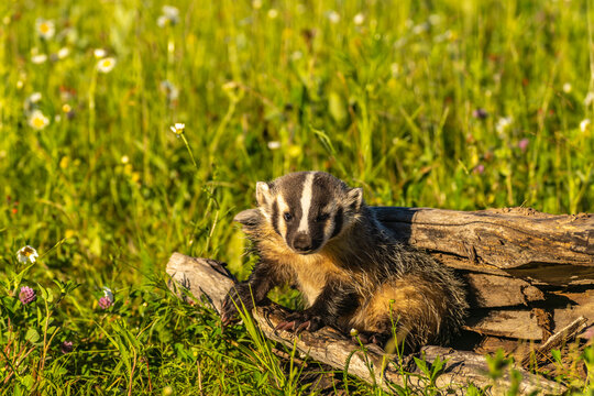 USA, Minnesota. Close-up of captive young badger on log.