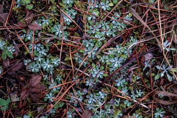 green moss and leaves on the ground, overhead closeup shot for background use