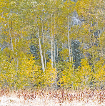 USA, Utah, Wasatch Mountain Range fresh autumn snows, Aspens just off of Highway 39 and Curtis Creek Rd.