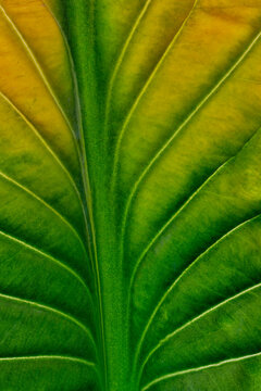 USA, Washington State, Sammamish. Backlighting on hosta leaf as it is turning golden in Autumn