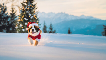 St Bernard puppy with smile face wearing Santa cloth and hat running through the snow