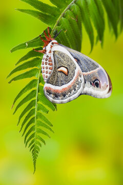 USA, Washington State, Sammamish. Close-up of Columbia silk moth on fern