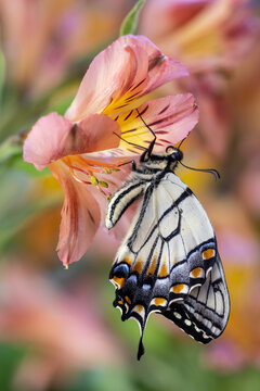 USA, Washington State, Sammamish. Eastern tiger swallowtail buttery on Peruvian lily Alstroemeria