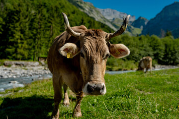 Cow with horns. Cattle, beeves. Cow at meadow. Cows and calves grazing. Grazing cows. Cows at field. Cow herd at green pasture. Countryside landscape and pasture for cows. Cow herd in the countryside.