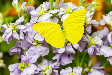 USA, Washington State, Sammamish. Sulfur butterfly on lavender stock