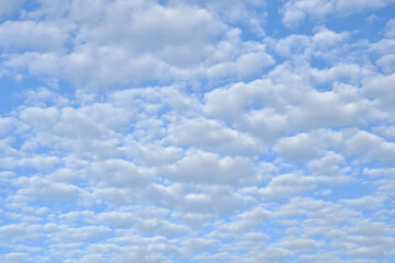 上空に広がるうろこ雲