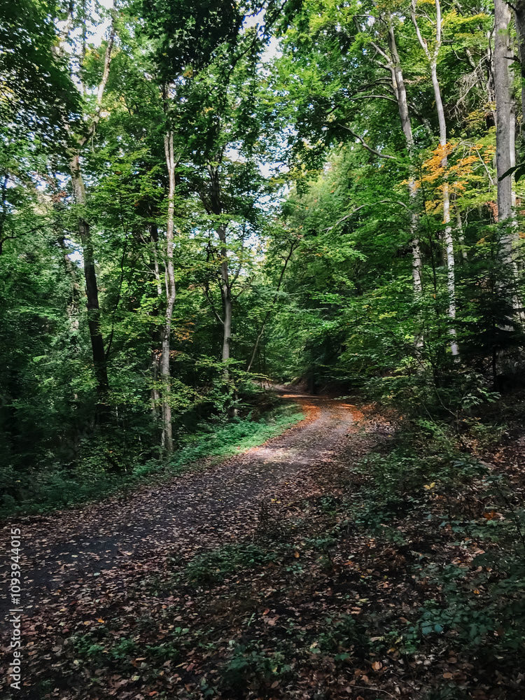 Poster a path through a forest with trees and leaves on the ground