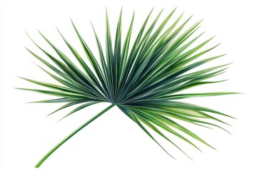 Fototapeta premium Single lush green palm frond isolated on white.