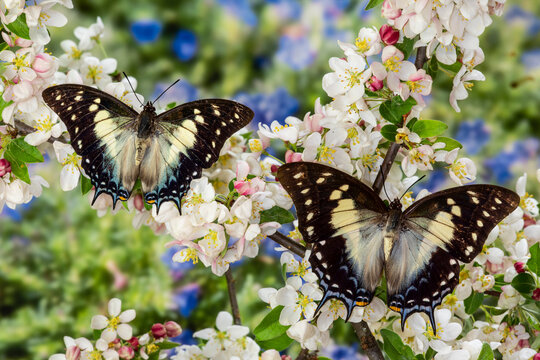 USA, Washington State, Sammamish. Tropical butterfly the Leafwing butterfly Polyura cognatus on flowering crabapple blooms,