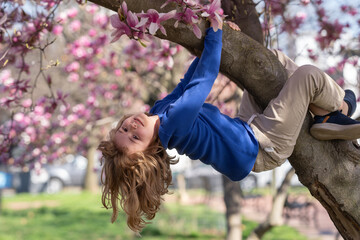 Kid climbing magnolia tree upside down. Kid under a blossom flowering tree. Kid in blossom park....
