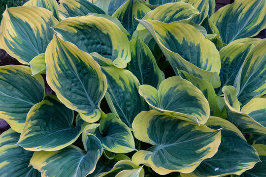 USA, Washington State, Sammamish. Hosta Liberty in garden green and yellow. (PR)