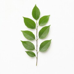 Fototapeta premium fresh green leaves on a white background for natural design