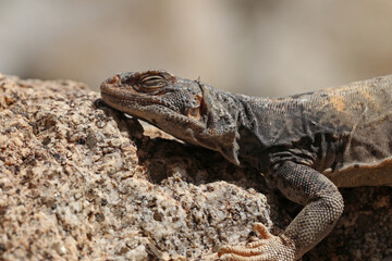 Chuckwalla Lizard (Sauromalus ater) in California Desert

