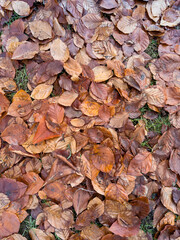Brown Leaves 