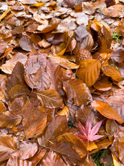 Leaves 
