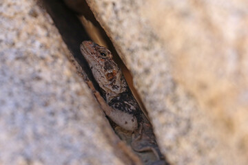 Chuckwalla Lizard (Sauromalus ater) in California Desert
