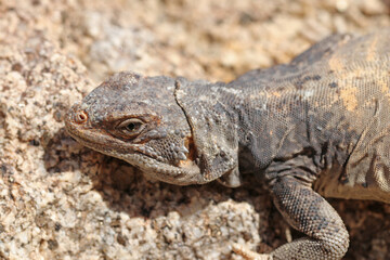 Chuckwalla Lizard (Sauromalus ater) in California Desert
