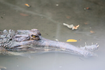 Big crocodile on farm outdoors