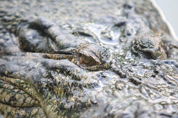 Big crocodile on farm outdoors