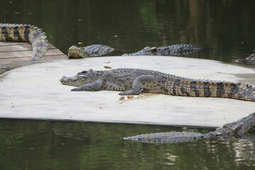 Big crocodile on farm outdoors