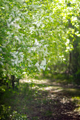 sunlight in the forest