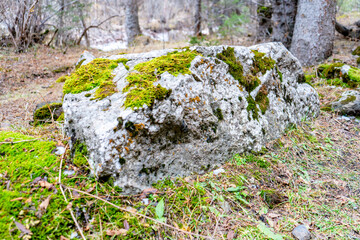 A moss-covered rock in a forest setting, surrounded by green grass, fallen leaves, and earthy tones, showcasing the beauty of nature and the tranquility of a woodland environment.

